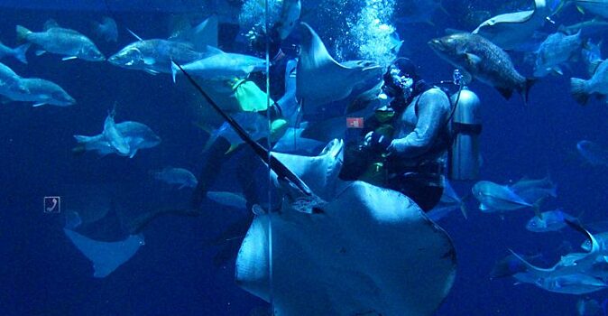 Сотрудники Приморского океанариума станцевали с акулами и скатами