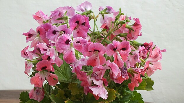 Россиян предупредили об опасности популярных комнатных растений