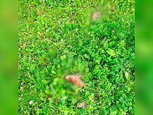 Женщина выбросила с шестого этажа семерых щенков в Красноярске