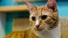 Ветеринар рассказал об особенностях кормления домашних кошек