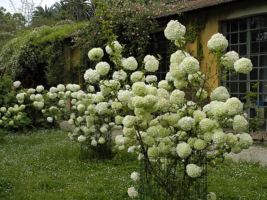 Ботанический сад, Рим, Италия, Европа