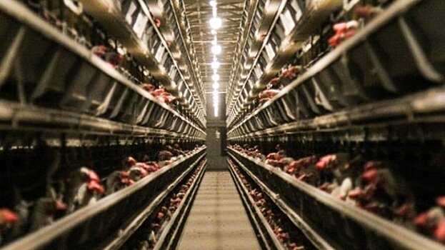 Россельхознадзор снимает ограничения на импорт мяса птицы из Швеции