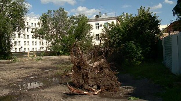 На улице Московской начали выкорчевывать и ломать ели