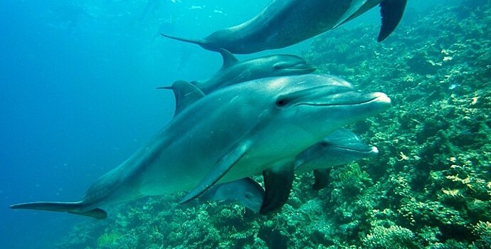 Зоозащитники спасли дельфинов из ужасных условий на Бали