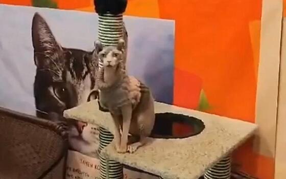 Россельхознадзор заявил о нарушениях на выставке кошек в М5 Молл Рязани