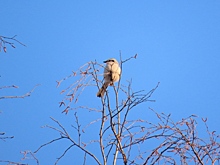Беспощадная птица-палач стала орудовать в Новосибирске