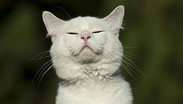 Жителям новозеландского округа запретят держать котов