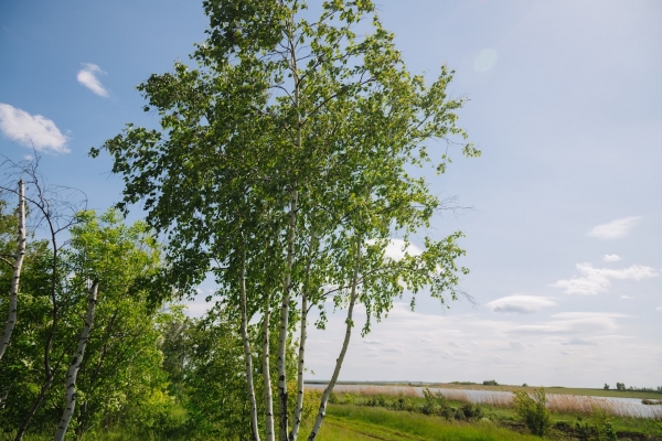 Экодобровольцы высадили в Волгоградской области 42 тысячи деревьев