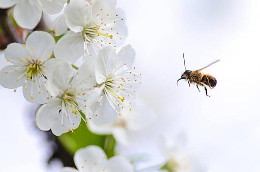 Индустрия пчеловодства в США зарабатывает в год 700 млн долларов