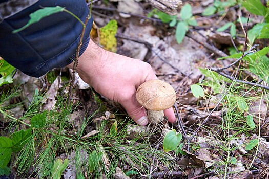 Жителям Новосибирска дали несколько рекомендаций по безопасному сбору грибов