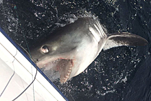 Пожилой рыбак 45 минут боролся с трехметровой акулой