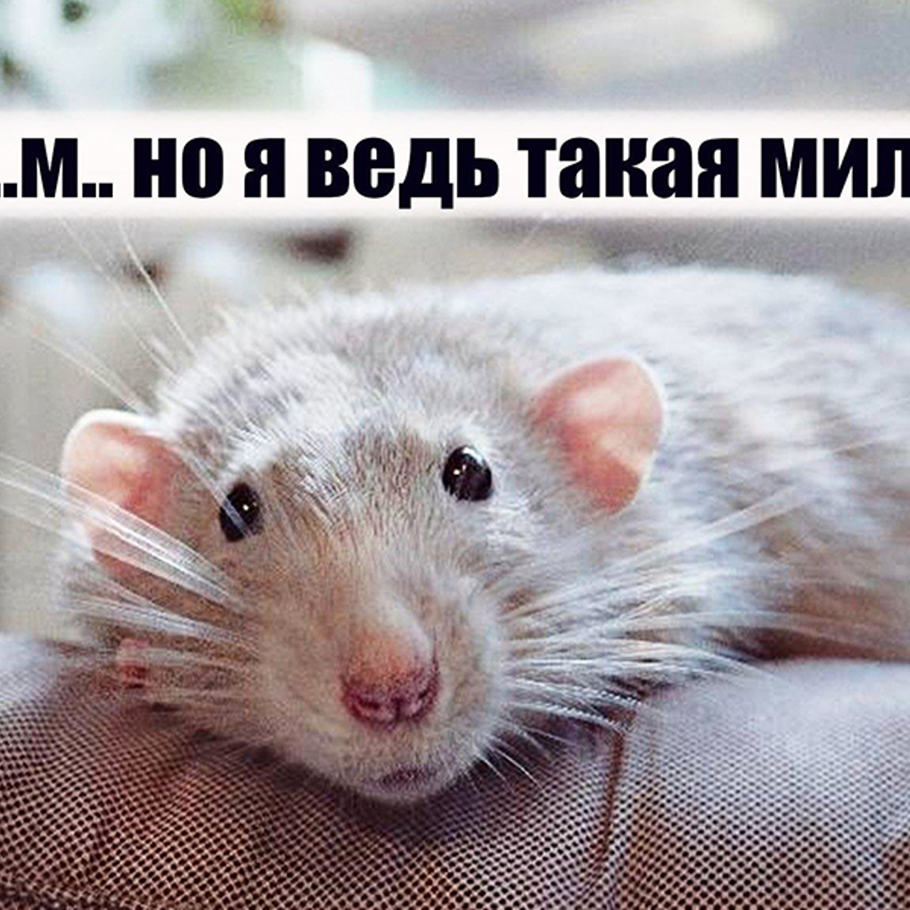 Ля ты крыса