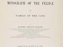 Дикие кошки Даниэля Жиро Эллиота. Заглядываем в «Монографию о Felidae»