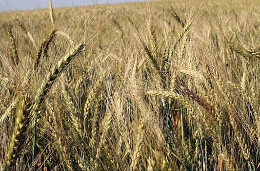 Три новых сорта озимой мягкой пшеницы создавали для фермеров Джорджии 15 лет