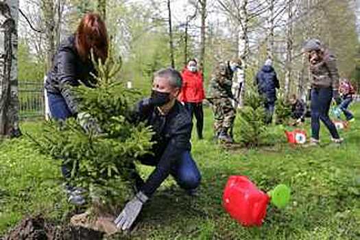 Порядка 300 тысяч деревьев высажено на Вологодчине в рамках международной акции «Сад памяти»