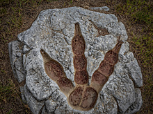 Искусственный интеллект научился различать следы динозавров