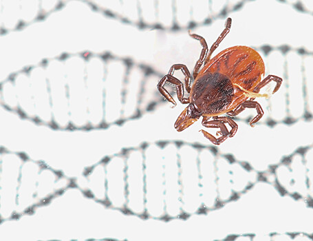 Клещевые инфекции можно будет предотвращать с помощью генной инженерии