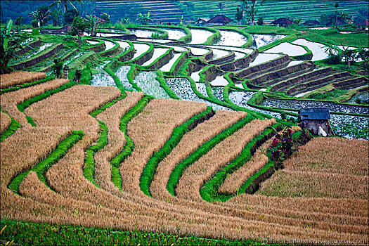 Балийские рисовые поля