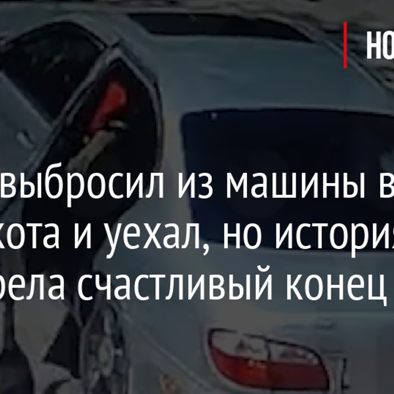 Мужчина выбросил из машины в Тихвине кота и уехал, но история все равно  обрела счастливый конец - Рамблер/субботний