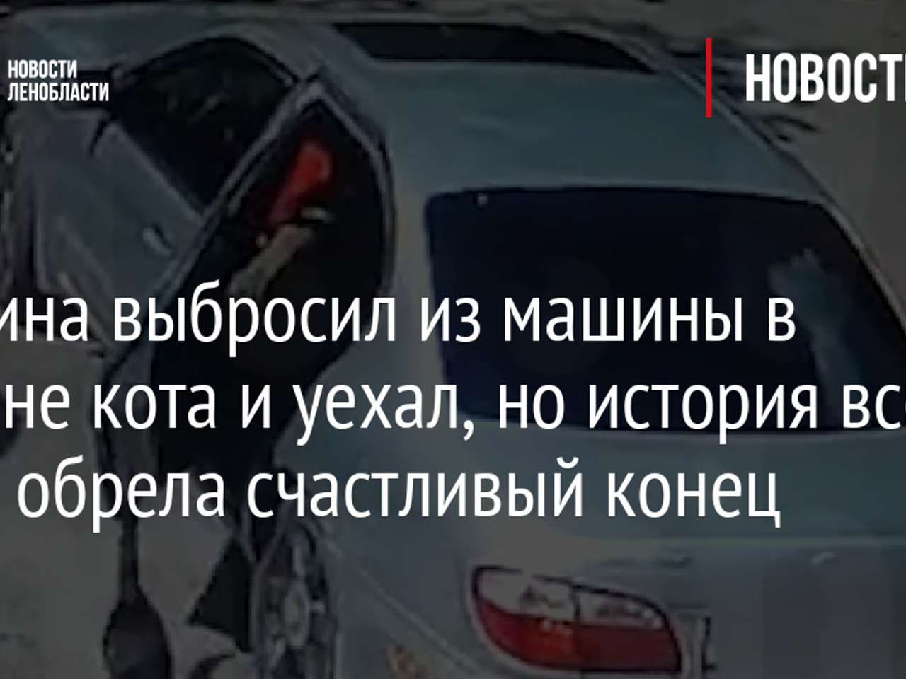 Мужчина выбросил из машины в Тихвине кота и уехал, но история все равно  обрела счастливый конец - Рамблер/субботний