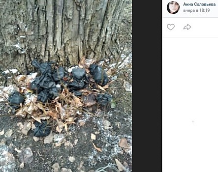 Мусор вывезут из парка у Головинских прудов