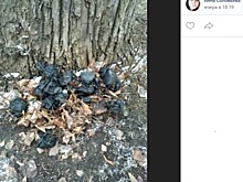 Мусор вывезут из парка у Головинских прудов