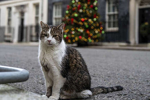 Кот Ларри пережил 6 премьеров и готовится отметить 15-летие на Даунинг-стрит