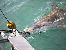 Биолог оправдал вцепившуюся ему в лицо акулу