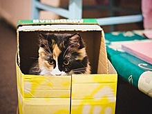 Зоопсихолог раскрыл причину тяги кошек к коробкам