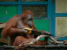 Робот-шпион подглядел, как самка орангутанга научилась пользоваться пилой