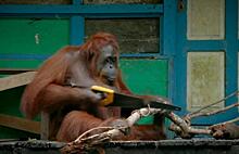 Робот-шпион подглядел, как самка орангутанга научилась пользоваться пилой