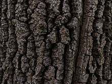 В Москве захотели отслеживать состояние деревьев с помощью искусственного интеллекта