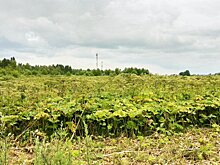 В Подмосковье владельцев земельных участков оштрафовали на 125 млн рублей за борщевик