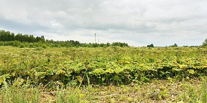 В Подмосковье владельцев земельных участков оштрафовали на 125 млн рублей за борщевик