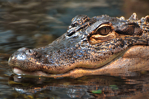 Турист на прогулке спас старика от трехметрового аллигатора