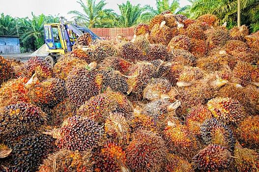 Пальмовое масло: растущие перспективы