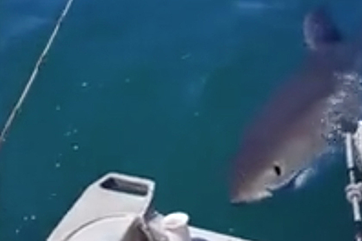 Гигантская акула напугала новозеландского рыболова