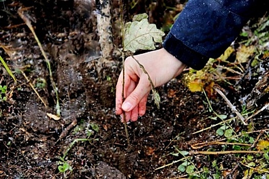 Пять тысяч дубов посадили за день в Рязанской области