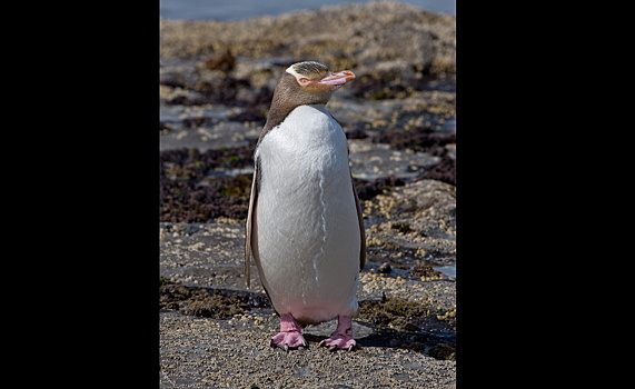 Ученые раскрыли генетические секреты вымирающего желтоглазого пингвина