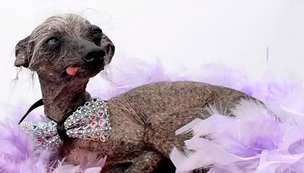 Самая страшная собака в Великобритании стала моделью