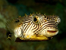 Древние американцы могли использовать ядовитую рыбу Striped burrfish в строительстве
