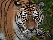 Рыбак в Приморье снял на видео вышедшего к реке амурского тигра