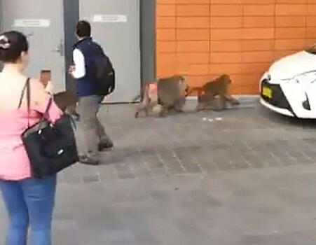 Три бабуина совершили дерзкий побег из автомобиля в Австралии