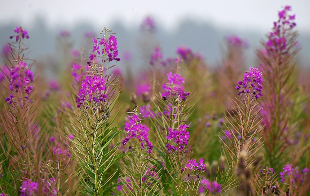 Иван-чай может пополнить список российской сельхозпродукции