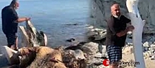 В турецком Эдирне обнаружили гигантские кости кита (видео)