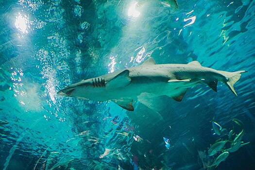 Появилось видео фатального нападения загадочного животного на туриста