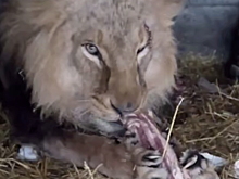 Балицкий показал видео со львом, раненным при атаке БПЛА на зоопарк в Васильевке
