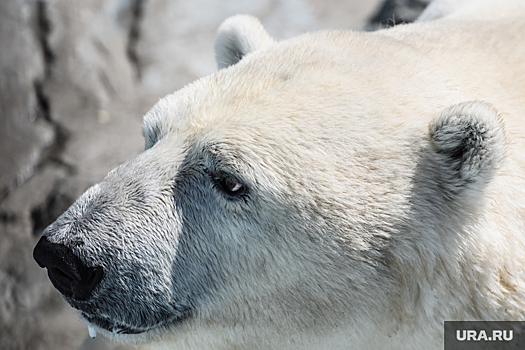 После возмущения зоозащитников медики обследовали пермского медведя в Казани