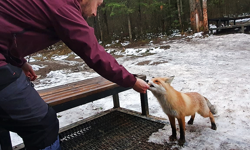 Россиянам напомнили о наказании за кормление диких животных