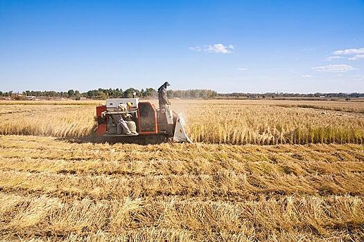 Эксперты оценили возможный урожай риса в России в 2023 году